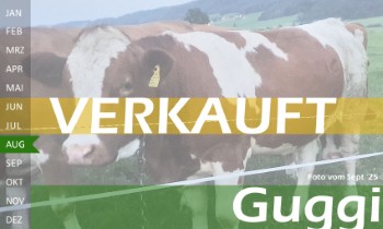 tr�chtige Fleckvieh Kalbin zu verkaufen, beweidet und ruhig